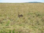 14713 Leopard in the grass.jpg